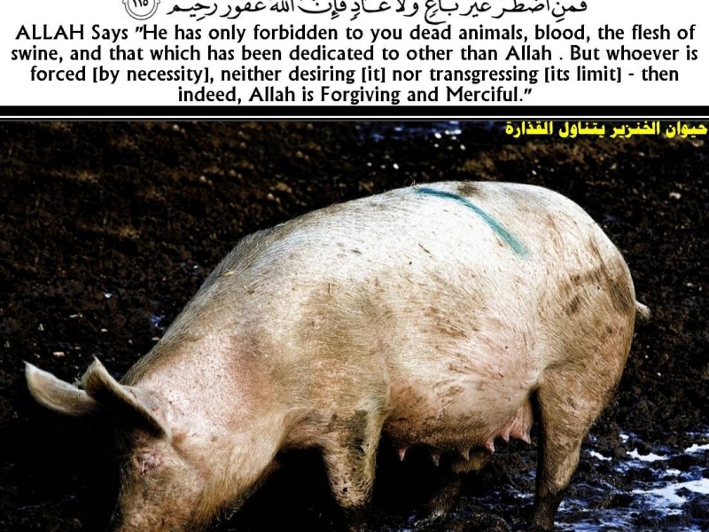 لماذا المسلمون لا يأكلون لحم&nbsp;الخنزير؟!